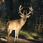 Breeder Buck Berry Whitetails