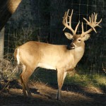 3 year old Berry Whitetails