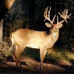 Heller Deer Farm – Breeder Buck 45