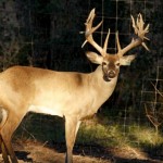 Heller Deer Farm – Breeder Buck – 45