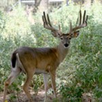 HDF Breeder Buck Previous 1