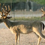 HDF  Breeder Buck Previous 3