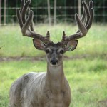 Bucks 8-17-08 024