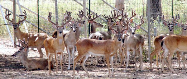 Heller Deer Farm Heller Deer Farm Offers High Quality South Texas 