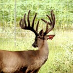 Heller Deer Farm – Breeder Buck – Impact