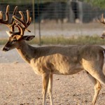 Heller Deer Farm – Breeder Buck – Impact