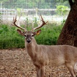 Heller Deer Farm – Breeder Buck Marvin 2 yrs old