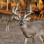 Heller Deer Farm – Breeder Buck – Marvin