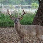 Breeder Buck Berry Whitetails