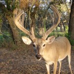 Heller Deer Farm – Breeder Buck – Rock